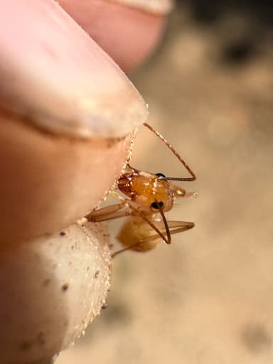Camponotus fragilis photo 115