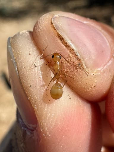 Camponotus fragilis photo 116
