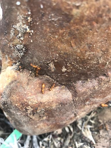 Camponotus fragilis photo 117