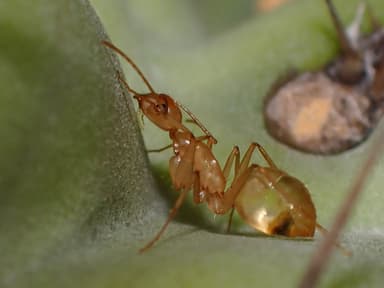 Camponotus fragilis photo 120