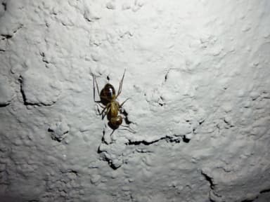 Camponotus fragilis photo 122