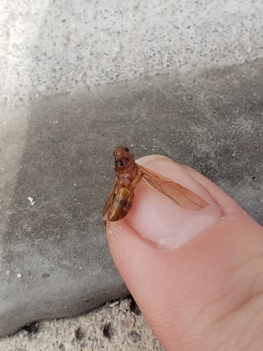 Camponotus fragilis photo 124