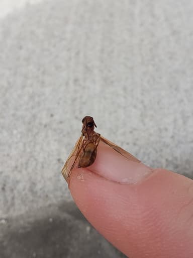 Camponotus fragilis photo 126