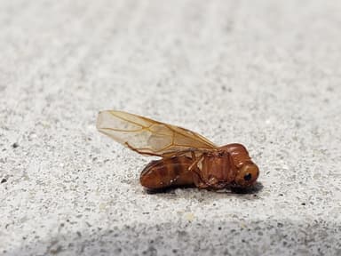 Camponotus fragilis photo 127