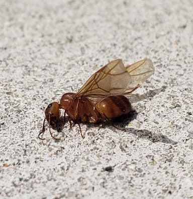 Camponotus fragilis photo 128