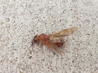 Camponotus fragilis photo 129