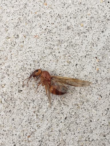 Camponotus fragilis photo 130