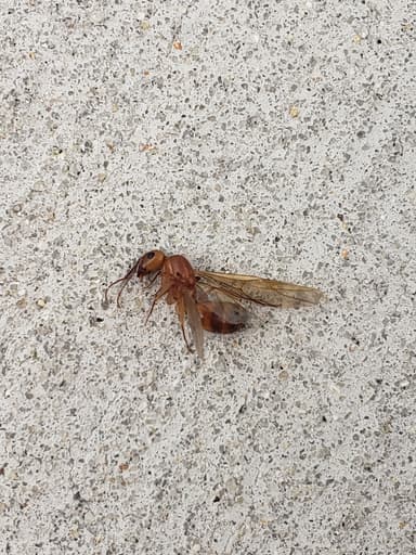 Camponotus fragilis photo 131