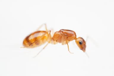 Camponotus fragilis photo 132