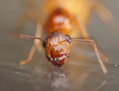 Camponotus fragilis photo 133