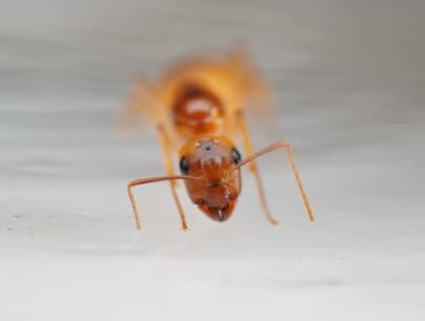 Camponotus fragilis photo 134