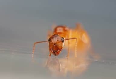 Camponotus fragilis photo 135