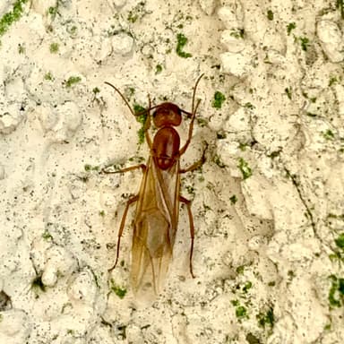 Camponotus fragilis photo 136