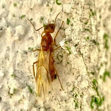 Camponotus fragilis photo 137