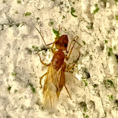 Camponotus fragilis photo 138