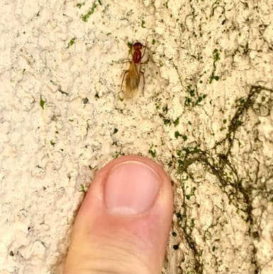Camponotus fragilis photo 139