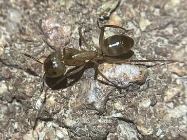 Camponotus fragilis photo 140