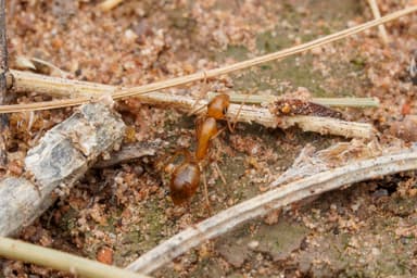 Camponotus fragilis photo 141