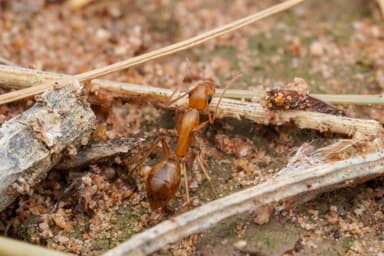 Camponotus fragilis photo 142