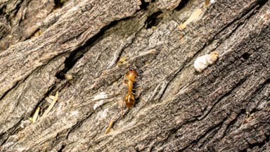 Camponotus fragilis photo 144