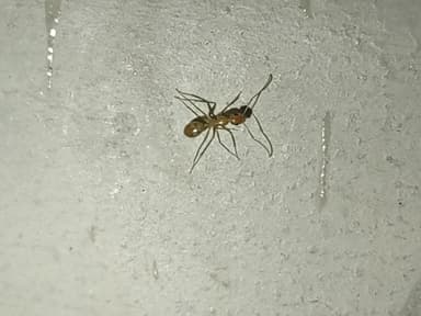 Camponotus fragilis photo 146