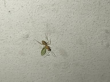 Camponotus fragilis photo 147