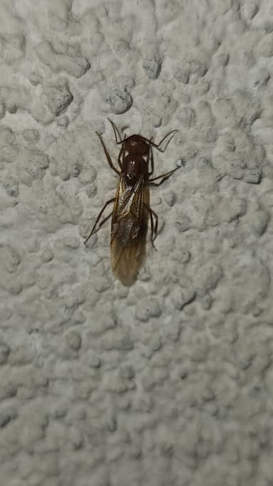 Camponotus fragilis photo 148