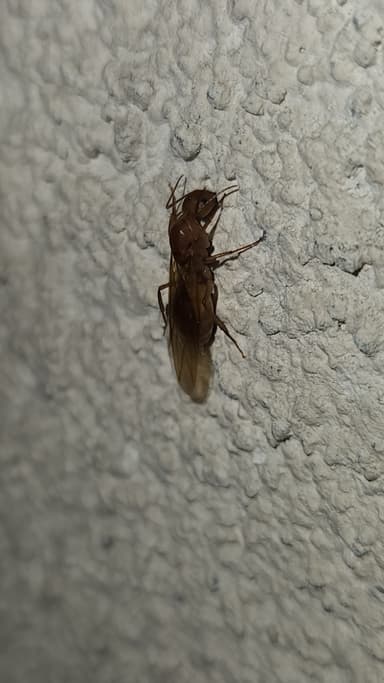 Camponotus fragilis photo 149