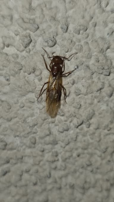 Camponotus fragilis photo 150