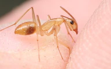 Camponotus fragilis photo 151