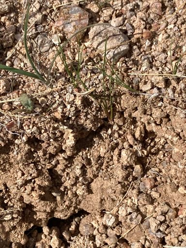 Camponotus fragilis photo 152