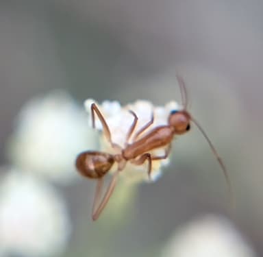 Camponotus fragilis photo 153