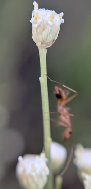 Camponotus fragilis photo 154