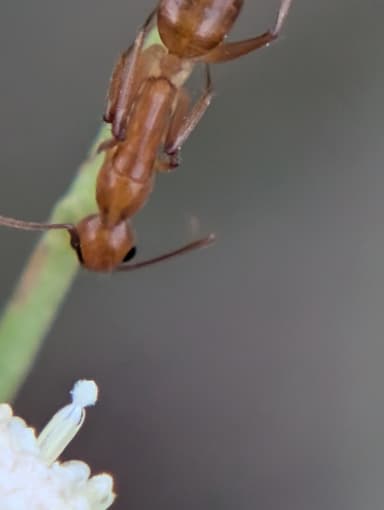 Camponotus fragilis photo 156