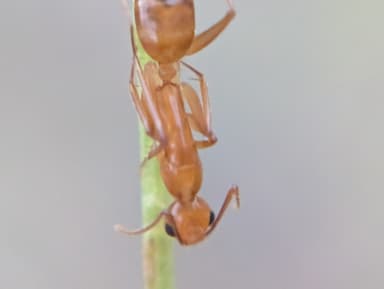 Camponotus fragilis photo 157