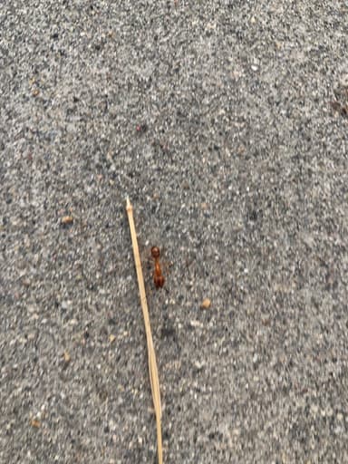 Camponotus fragilis photo 158