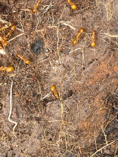 Camponotus fragilis photo 160