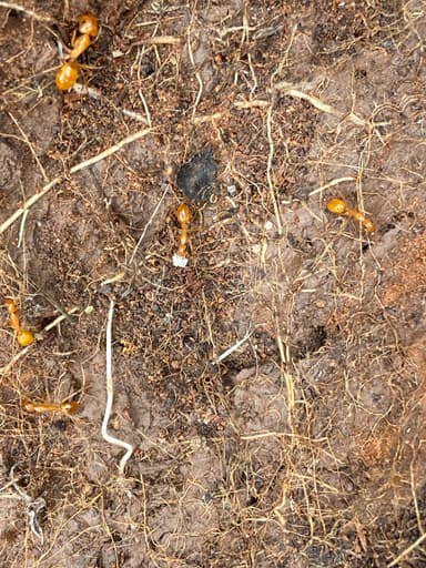 Camponotus fragilis photo 161