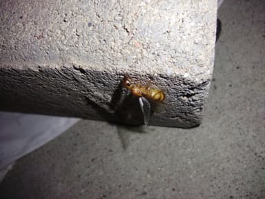 Camponotus fragilis photo 162