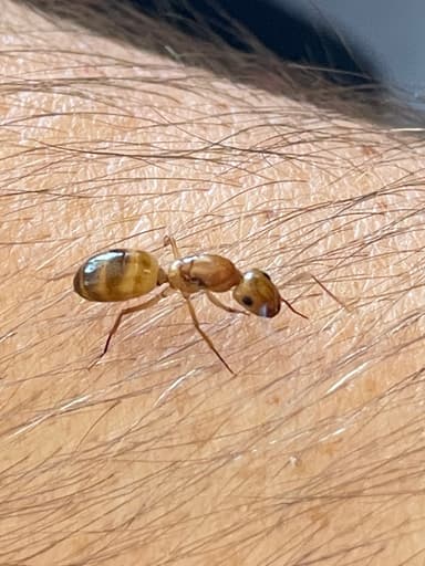 Camponotus fragilis photo 163