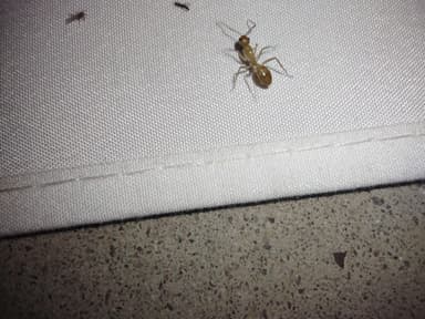 Camponotus fragilis photo 164