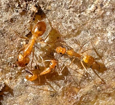 Camponotus fragilis photo 165
