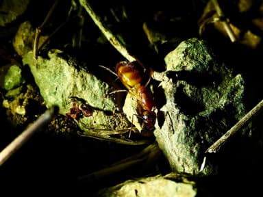 Camponotus fragilis photo 167