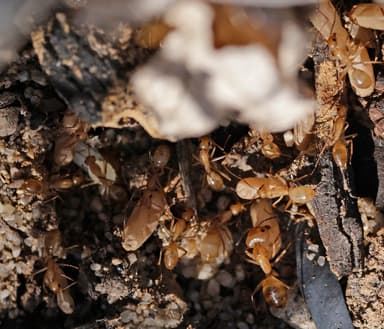 Camponotus fragilis photo 169