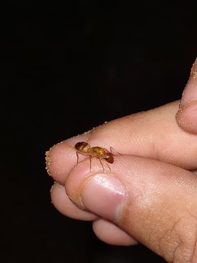 Camponotus fragilis photo 170