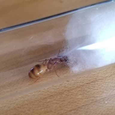 Camponotus fragilis — queen photo 171