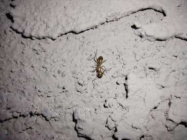 Camponotus fragilis photo 172