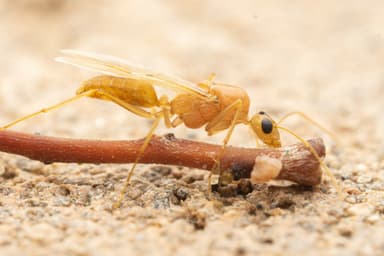 Camponotus fragilis photo 173