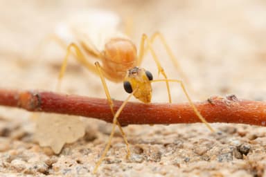 Camponotus fragilis photo 174