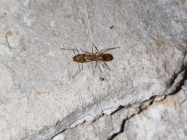 Camponotus fragilis photo 175